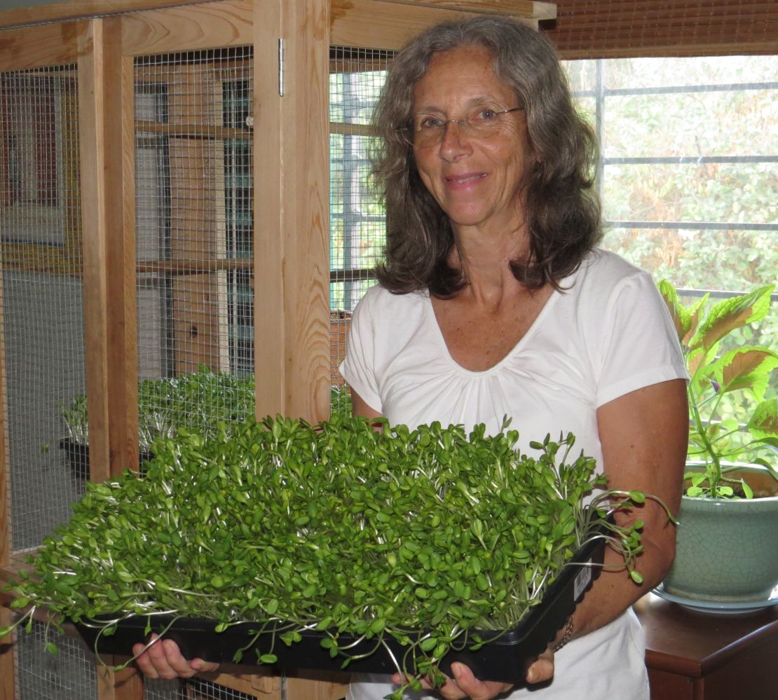 Sunflower Sprouts